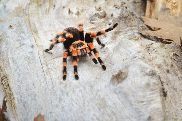 istock Birdeater tarantula spider Brachypelma smithi in natural forest environment. Bright orange colourful giant arachnid. 911435154