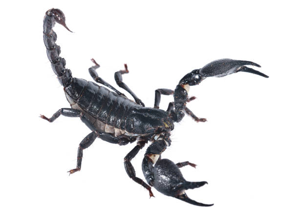 istock Large black scorpion Heterometrus laoticus isolated 911435208