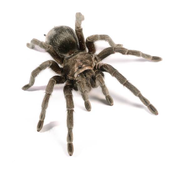 istock black tarantula Grammostola pulchra isolated 911435210