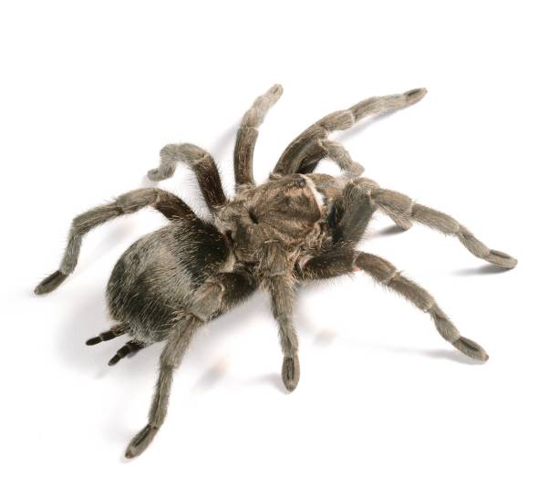 istock black tarantula Grammostola pulchra isolated 911435212