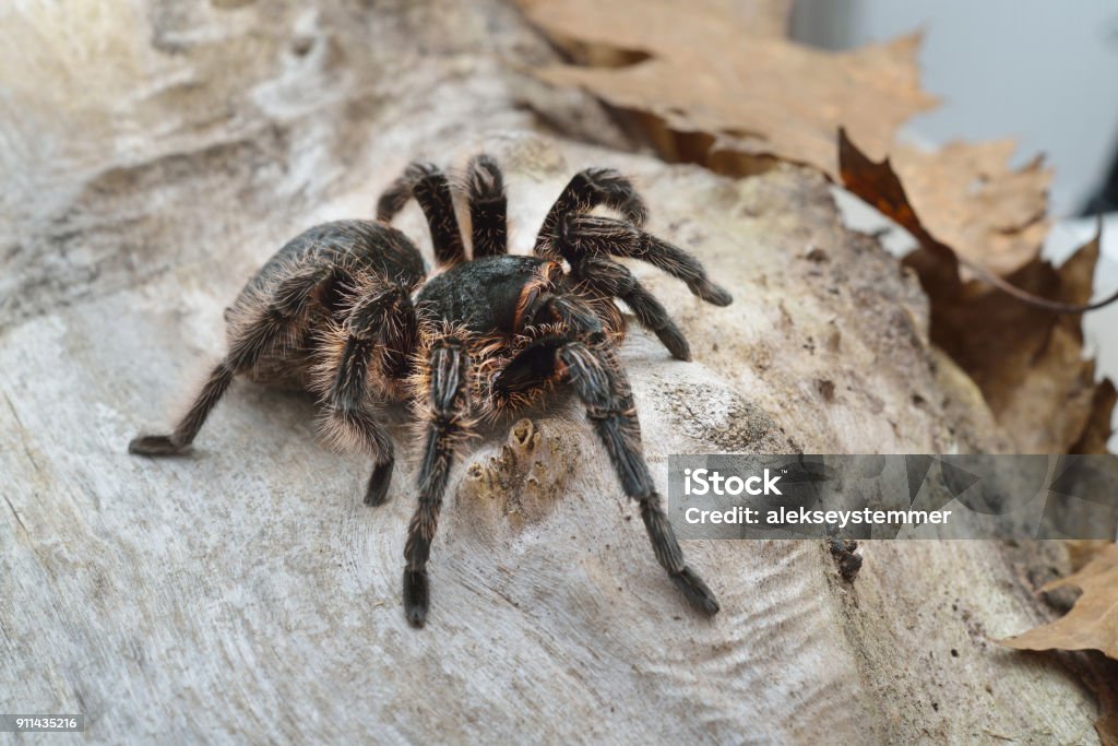 Birdeater curlyhair tarantula spider Brachypelma albopilosum in natural forest environment. Black hairy giant arachnid. Animal Stock Photo
