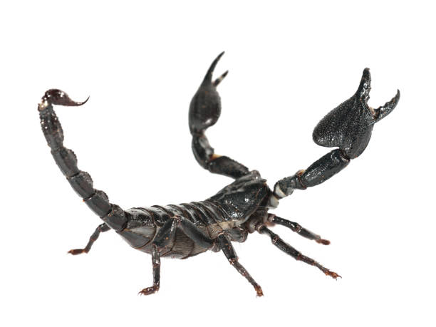 istock Large black scorpion Heterometrus laoticus isolated 911435230