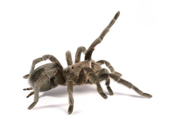istock black tarantula Grammostola pulchra isolated 911435232