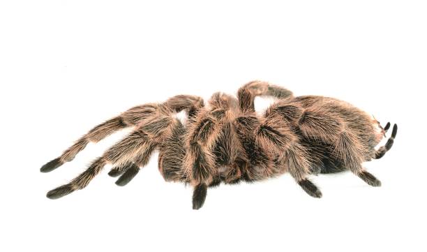 istock Chilean Rose tarantula Grammostola rosea isolated 911435236