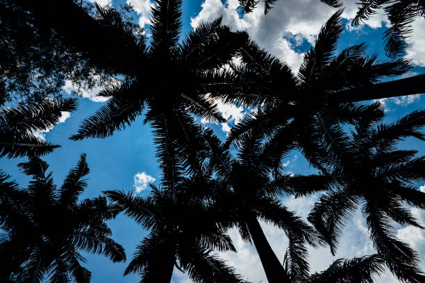 istock Looking up perspective of palm trees and blue sky 911439464