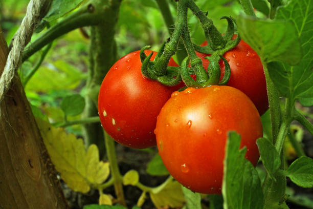 istock Tomatoes growing in the Garden 911439716