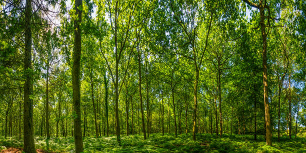 soaring canopy green oak tree woodland fern forest foliage panorama - forest fern glade copse imagens e fotografias de stock