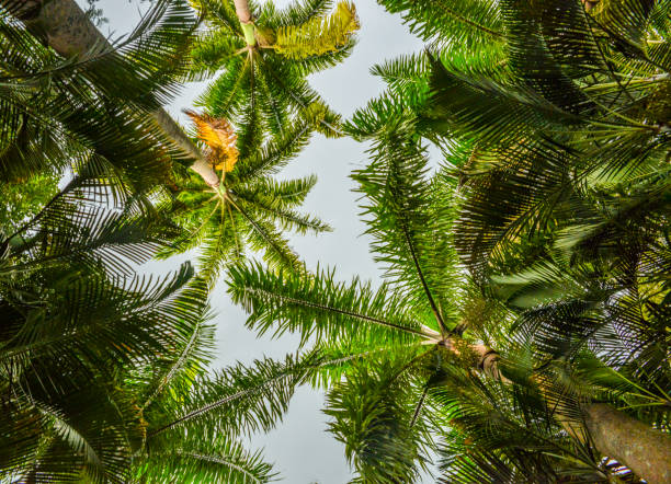 Looking up perspective of palm trees and blue sky, wallpaper concept