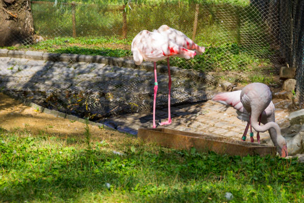 istock Greater flamingo (Phoenicopterus roseus) 911442550