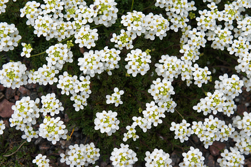 Hutchinsia alpina many white flowers with green