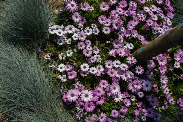 lindas flores como pano de fundo - heath ceramics - fotografias e filmes do acervo