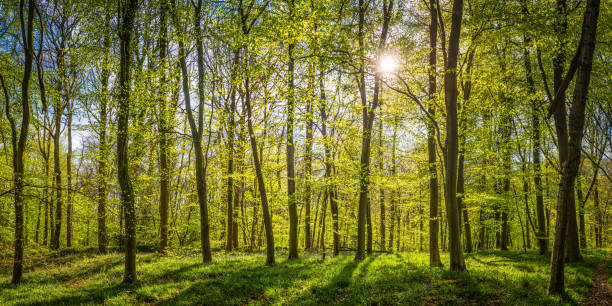istock Warm sunlight filtering through idyllic green forest glade woodland canopy 911448024