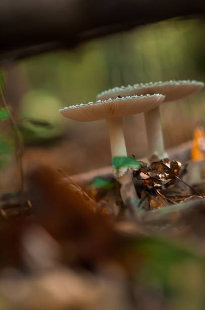 istock Close-up of a mushroom 911451246