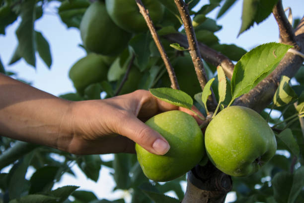 istock holding apple in the hand 911459126