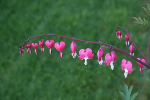 A closeup of a bleeding heart flower on a blurred green leaves background