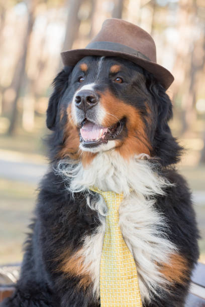 bernese mountain dog costume for adults