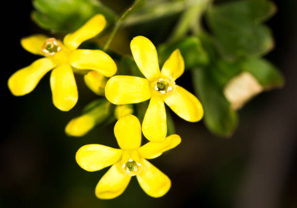 istock beautiful little yellow flower in nature 911464164