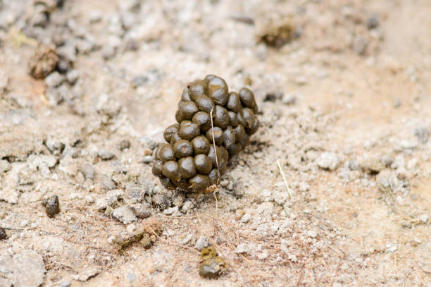 istock Feces of Alpaca on the soil. 911464174
