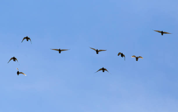 istock A flock of birds in the blue sky 911468586
