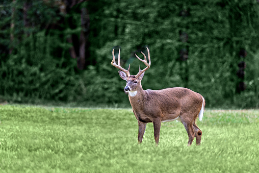 A white-tailed buck standing in a meadow in the Cades Cove section of the Great Smoky Mountains National Park