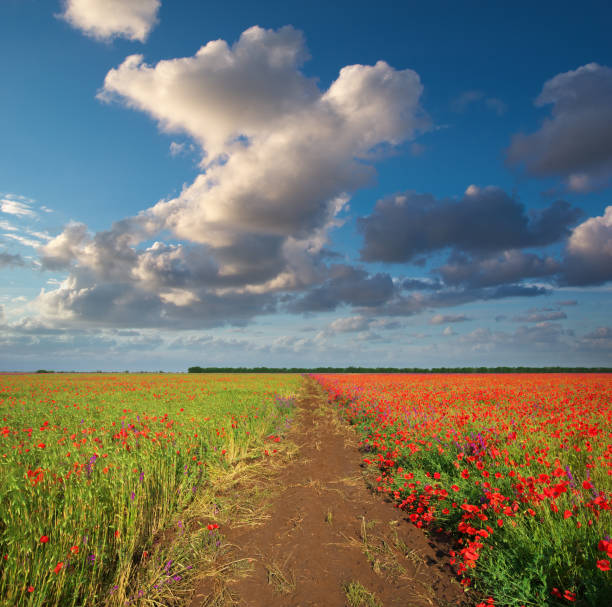 istock Meadow of wheat and poppy. 911474104