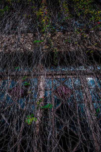 istock the windows are covered with bushes 911474258