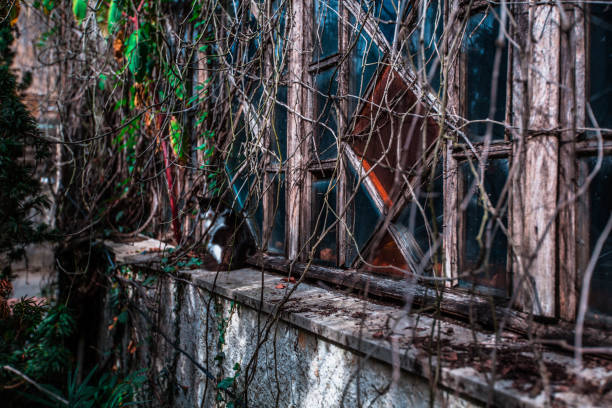 istock the windows are covered with bushes 911474268