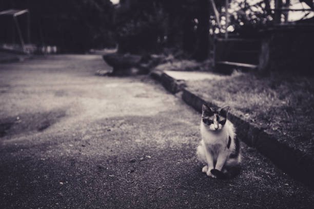 istock beautiful cat on the street 911474324