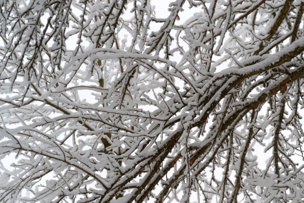 istock two guns early in the winter 911480630