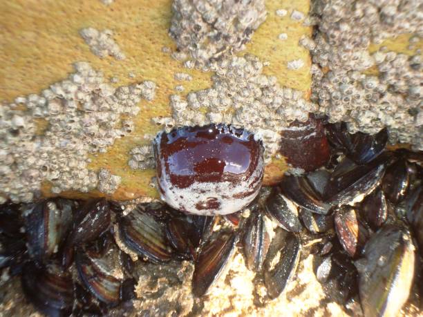 istock MARINE ANIMALS THAT LIVE IN THE ROCKS 911482398