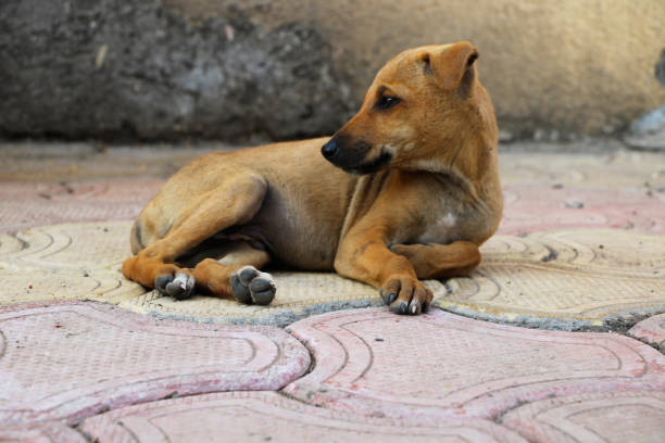 istock Homeless puppy 911484222