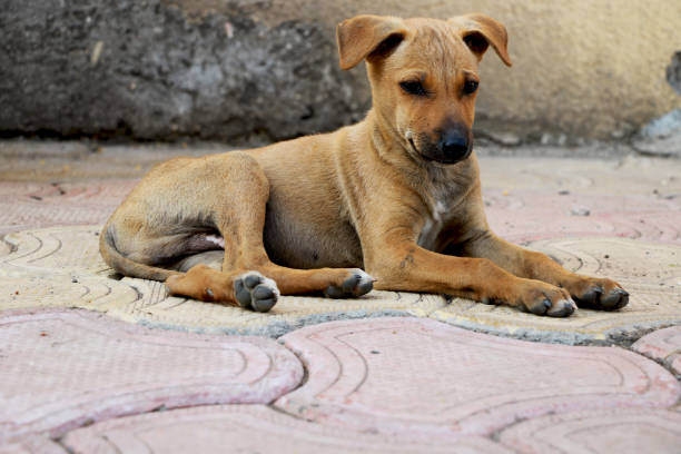 istock Homeless puppy 911484224