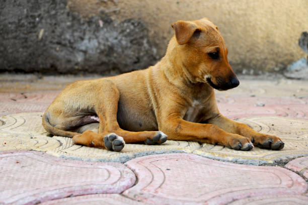 istock Homeless puppy 911484232