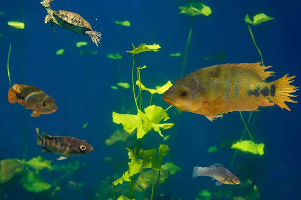 Cenote sinkhole Cichlids fishes in Riviera Maya of Mayan Mexico