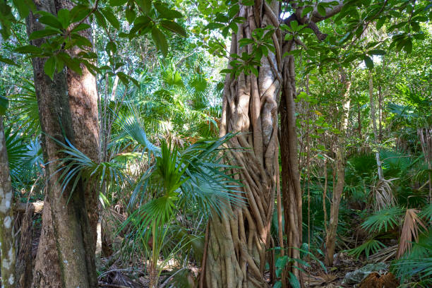 Rainforest jungle in Riviera Maya at Mayan Mexico