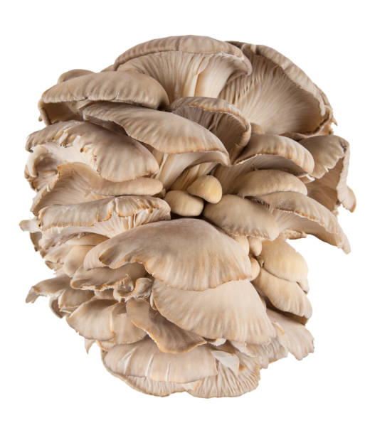 istock Oyster mushroom on white background 911494048