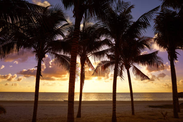 istock Riviera Maya sunrise beach in Mexico 911494364