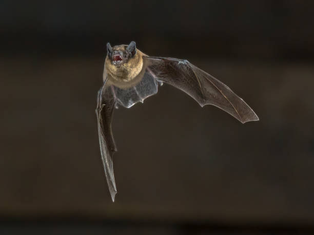 istock Flying Pipistrelle bat on wooden attic 911497748