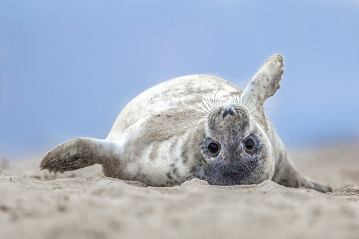 Comical playful common seal (Phoca vitulina) pup lying on back on beach of Helgoland looking at camera