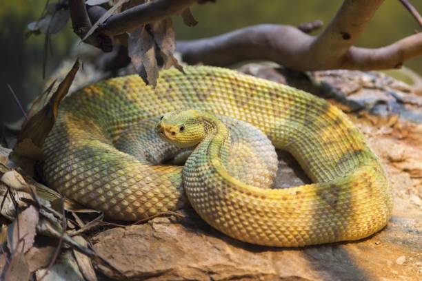 istock Neotropical Rattlesnake venomous pit viper snake curled up 911500134