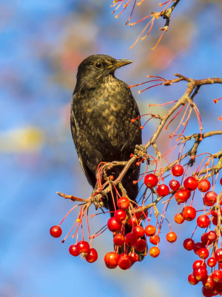 istock Male European Blackbird  feeding 911500538