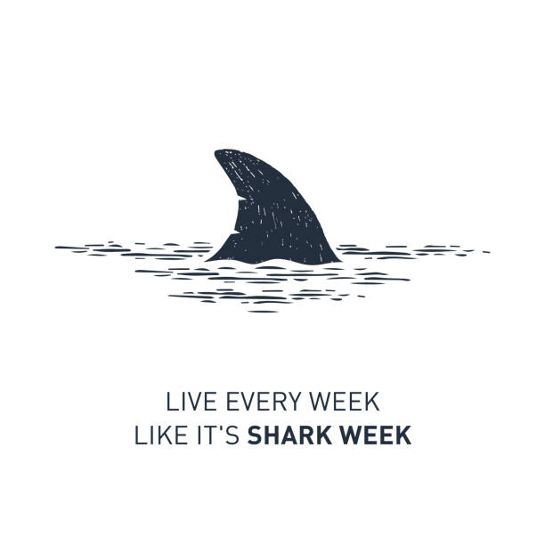 Nautical badge with hand drawn vector illustration. Hand drawn nautical badge with shark's fin textured vector illustration and "Live every week like it's shark week" lettering. animal fin stock illustrations