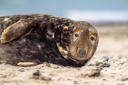 Portrait of Grey seal (Halichoerus grypus) on beach with ocean in background looking in camera