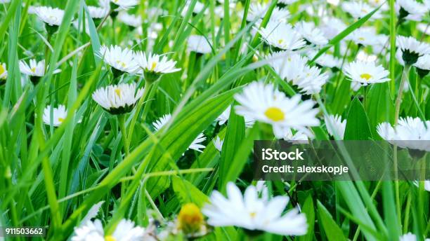 Close Up Of Chamomile Field Stock Photo - Download Image Now - Agricultural Field, Beauty, Blossom