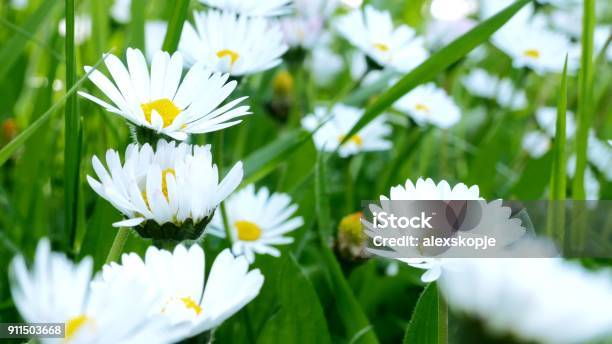 Close Up Of Chamomile Field Stock Photo - Download Image Now - Agricultural Field, Beauty, Blossom