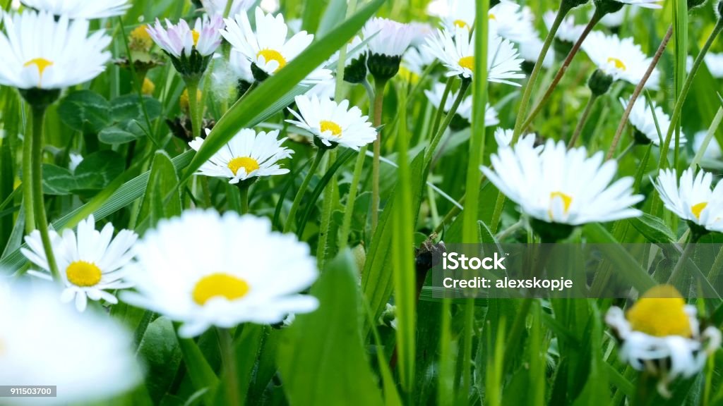 Close up of chamomile field Agricultural Field Stock Photo
