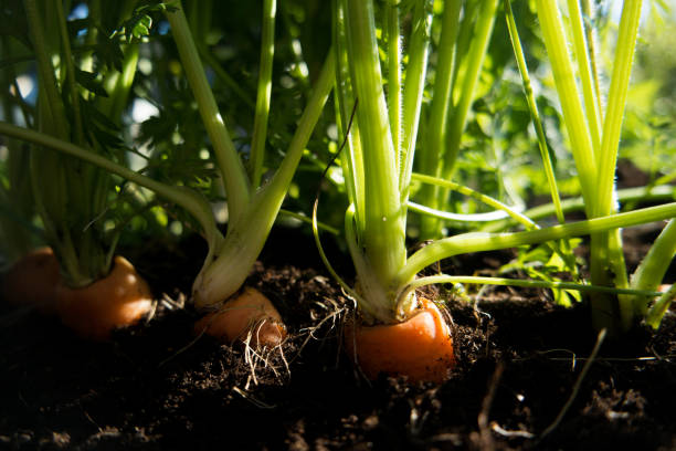 istock carrot in the ground 911504042