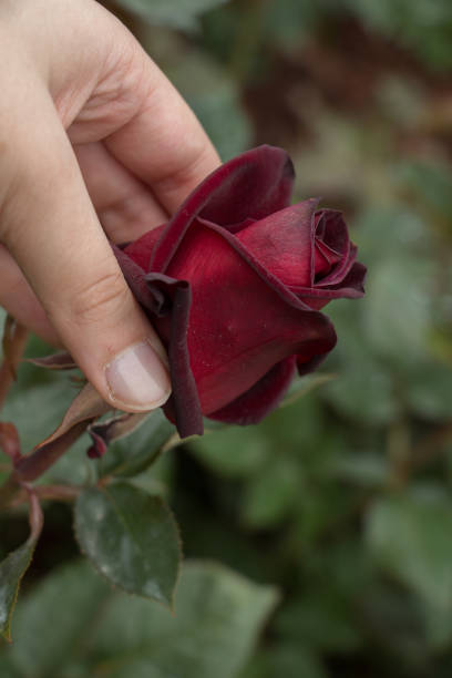 istock Beautiful colorful Rose Flower in hand 911506440