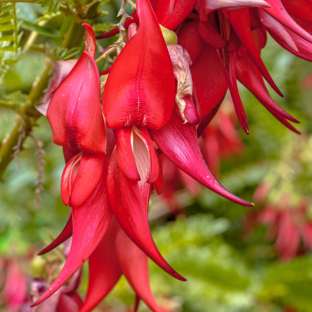 istock Flowers of Endangered Kakabeak 911507192