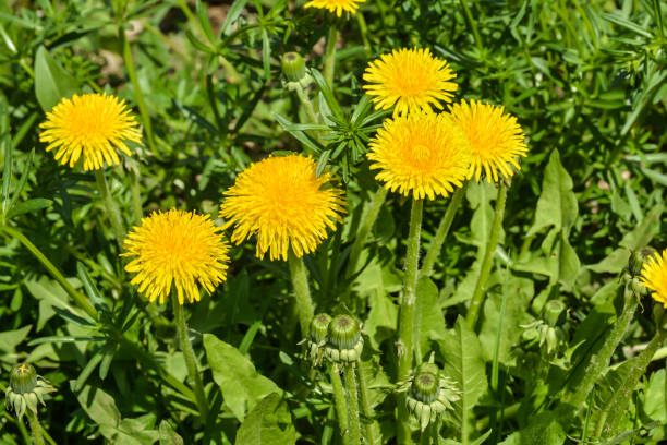 istock Dandelions in the spring meadow. 911507840